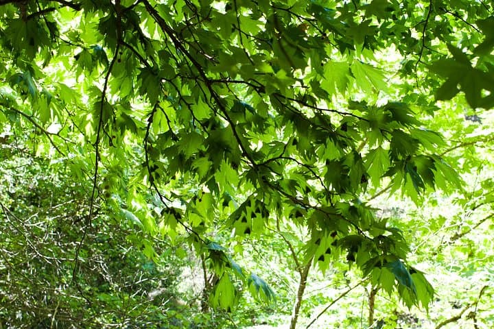 Rhodes Butterfly Valley & Local Tasting Tour: Wine, Olive Oil and Honey photo 3