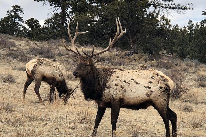 Denver to Estes Park: Private Day Tour Into Rocky Mountain National Park photo 3