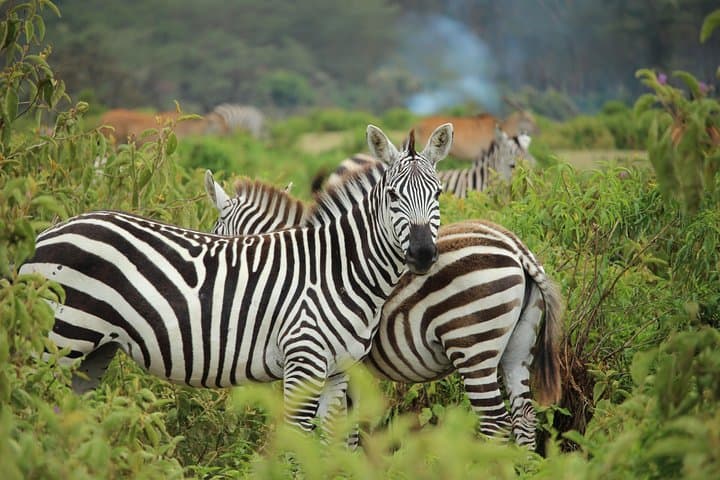 Explore Nairobi National Park: A Thrilling Urban Safari Adventure