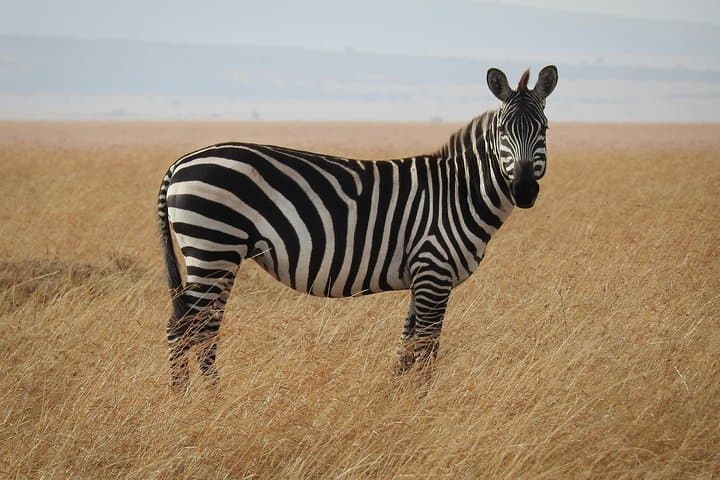 Explore Nairobi National Park: A Thrilling Urban Safari Adventure photo 2