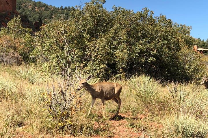 Private Colorado Springs Tour to Garden of the Gods and Pikes Peak — Full-Day Scenic Drive photo 4