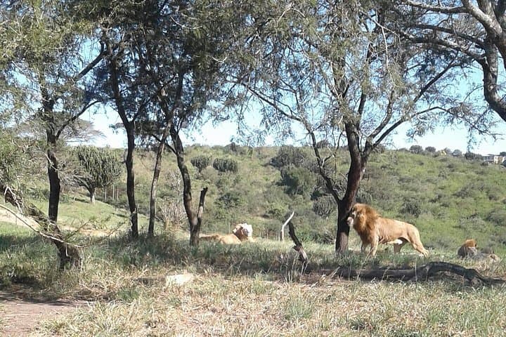 Lions Park and Itala Game Reserve Day Safari from Durban photo 4