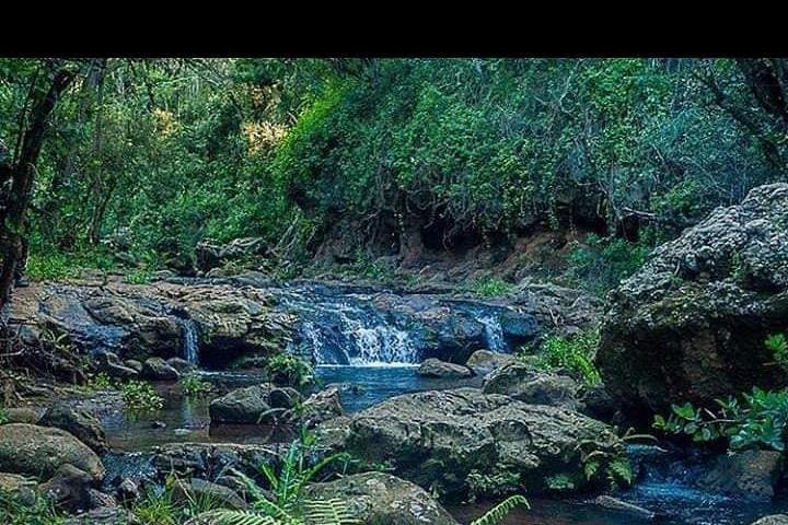 Ngare Ndare Forest: Hike, Canopy Walk & Waterfall Swim from Nairobi photo 2