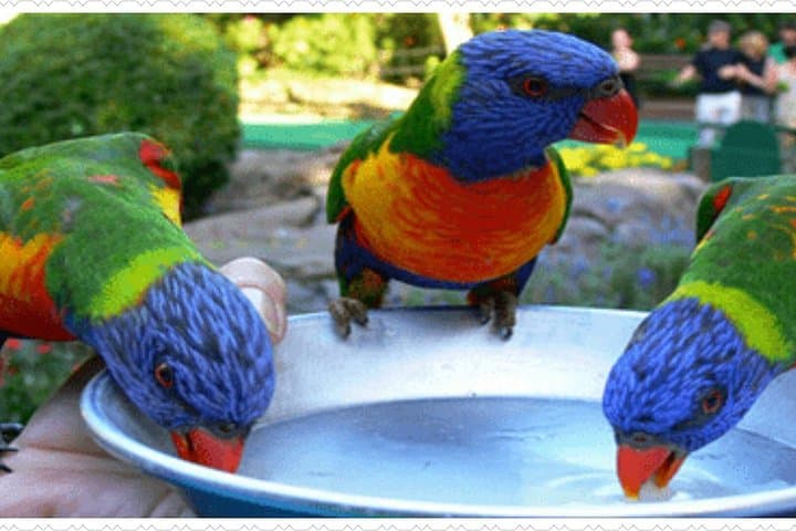 Hand-Feed Hummingbirds at Rocklands Bird Sanctuary — Montego Bay Private Tour photo 1