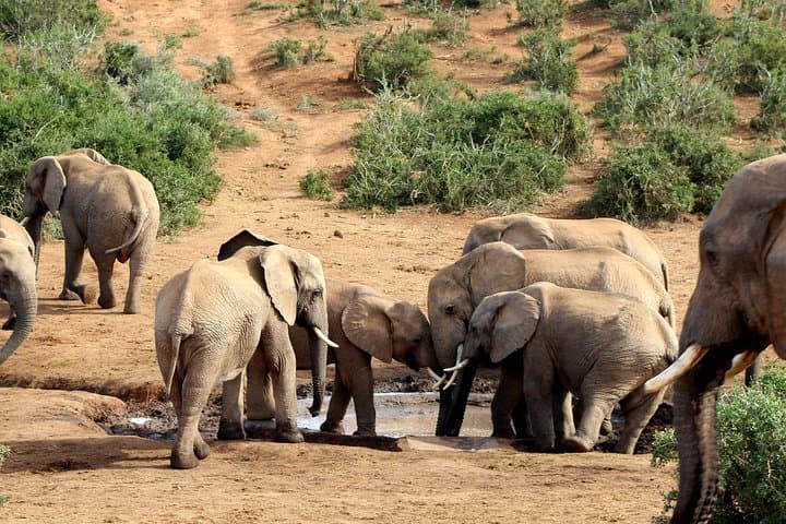 Addo Elephant National Park Full-Day Safari: See South Africa's Big 7 (Incl. Transport & Lunch) photo 2
