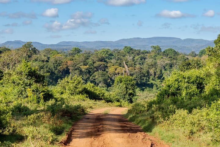 Two Days in Aberdare National Park: Game Drives, Falls & High-Altitude Hikes