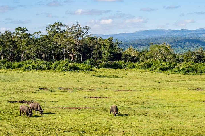 Two Days in Aberdare National Park: Game Drives, Falls & High-Altitude Hikes photo 2