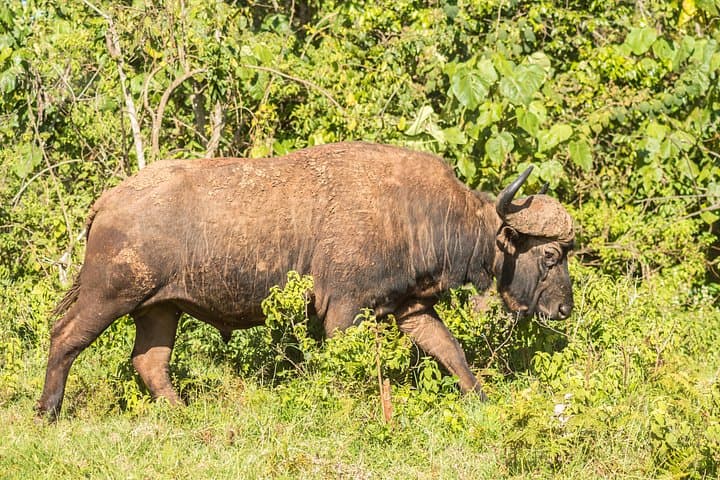 Two Days in Aberdare National Park: Game Drives, Falls & High-Altitude Hikes photo 3