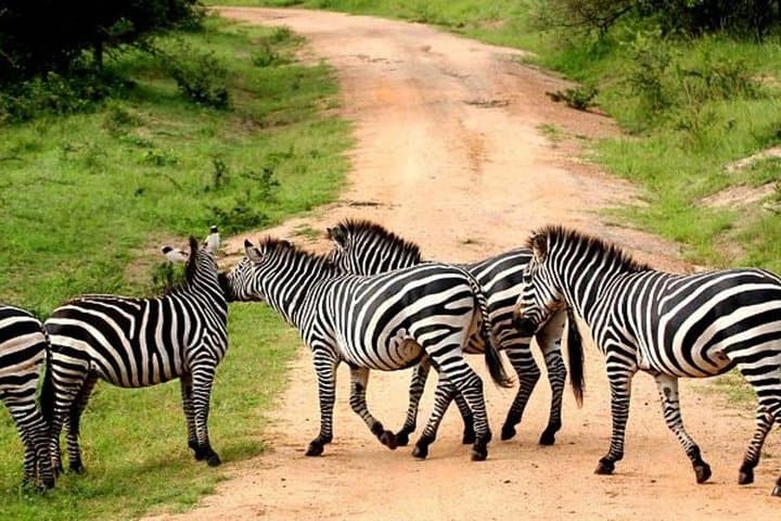 4-Day Lake Mburo Wildlife, Boat and Cultural Safari photo 4