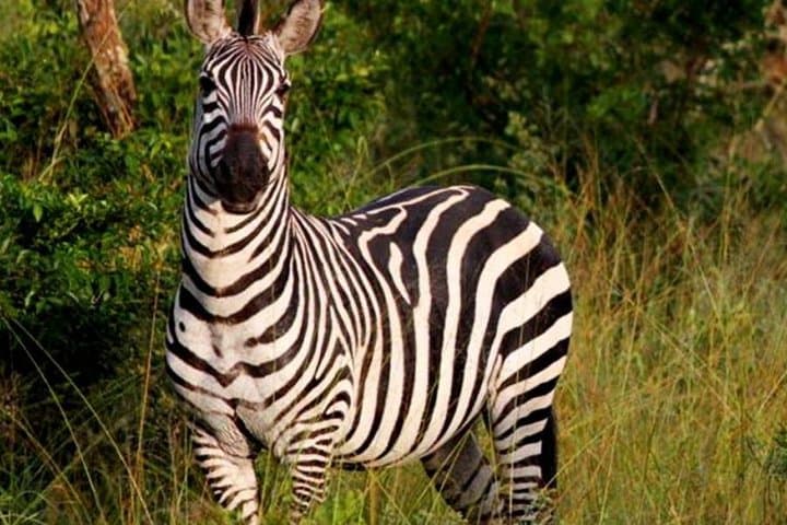 4-Day Lake Mburo Wildlife, Boat and Cultural Safari