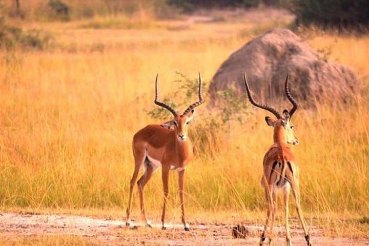 4-Day Lake Mburo Wildlife, Boat and Cultural Safari photo 3