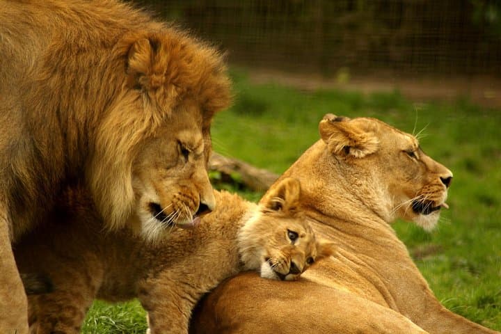 6-Day Luxury Northern Tanzania Safari — Lake Manyara, Serengeti & Ngorongoro photo 6