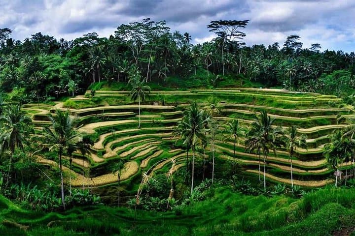 Private Ubud and Mount Batur Volcano Day Trip: Rice Terraces, Temples & Waterfall photo 4