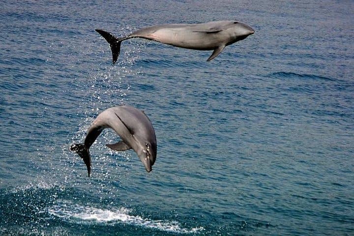 Dumaguete Dolphin Watching, Manjuyod Sandbar & Balinsasayao Twin Lakes Day Tour
