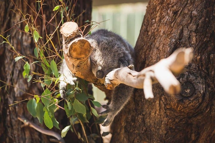 Phillip Island Medium Group Tour: Penguin Parade, Nobbies & Moonlit Sanctuary Day Trip photo 6