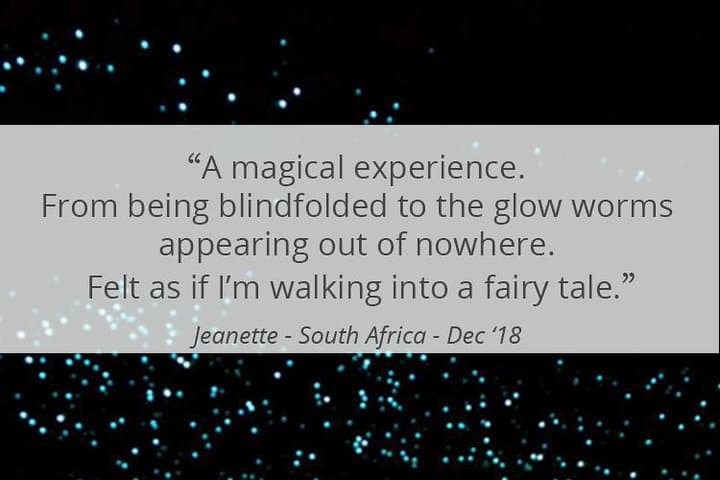 See Auckland's Secret Glow Worms: Night Walk in Auckland's Urban Bush photo 5
