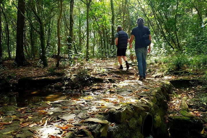 Auckland Bush, Beach and Bites Trail: Takapuna Coastal Walk and Fish-and-Chips Picnic photo 2