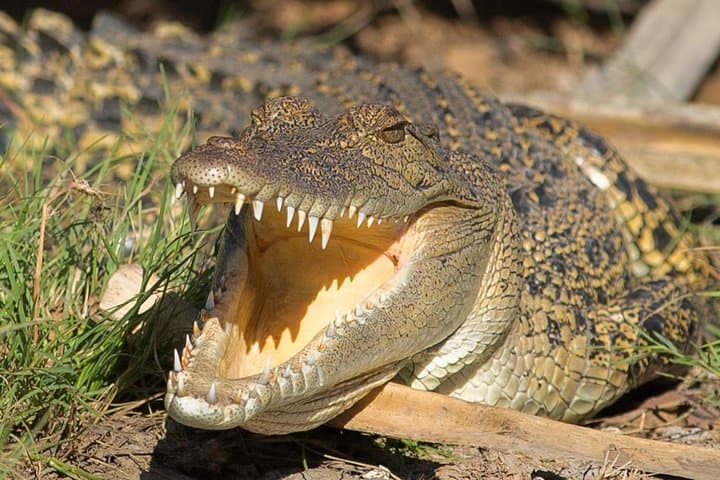 Corroboree Billabong Wetland Cruise: Mary River Crocodiles & Birds from Darwin photo 2