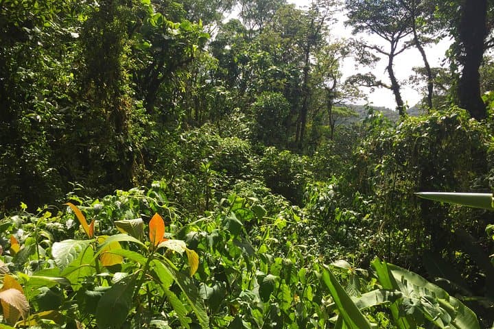 Private Monteverde Cloud Forest Tour: Hanging Bridges, Zipline & Wildlife photo 5