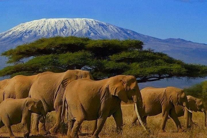 Kilimanjaro Special Safari: 4-Day Tsavo West, Amboseli & Tsavo East Adventure photo 2
