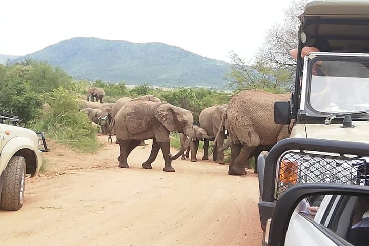 Two-Day Pilanesberg & Sun City Safari: Open-Vehicle Game Drives and Resort Time photo 4