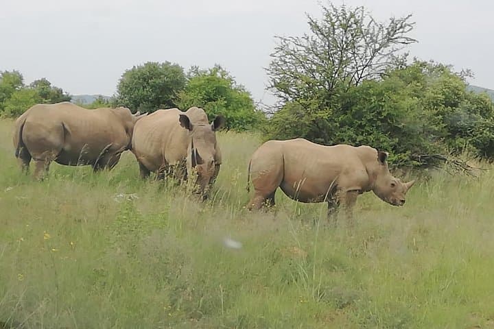 Two-Day Pilanesberg & Sun City Safari: Open-Vehicle Game Drives and Resort Time photo 5