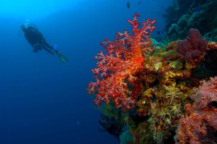 Catalina Island Scuba Diving: Full-Day Tour from Punta Cana
