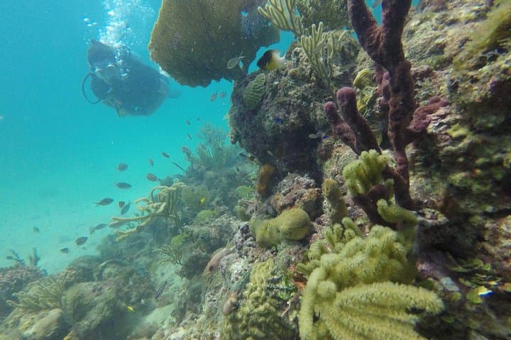 Catalina Island Scuba Diving Day Trip from Punta Cana photo 4