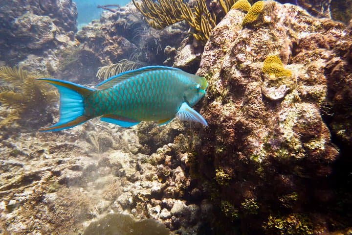 Catalina Island Scuba Diving: Full-Day Tour from Punta Cana photo 3
