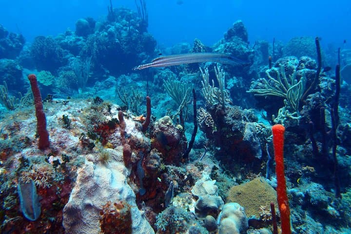 Catalina Island Scuba Diving: Full-Day Tour from Punta Cana photo 4