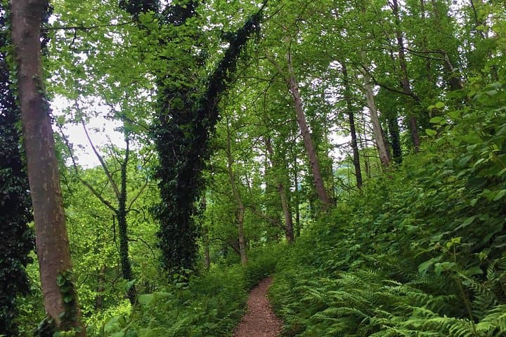 Hike Mtirala National Park from Batumi — Private Chestnut Trail Tour photo 3