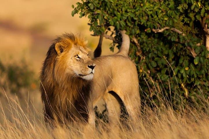3-Day Masai Mara Safari by Air from Nairobi — Fly-In Big-Game Experience photo 4
