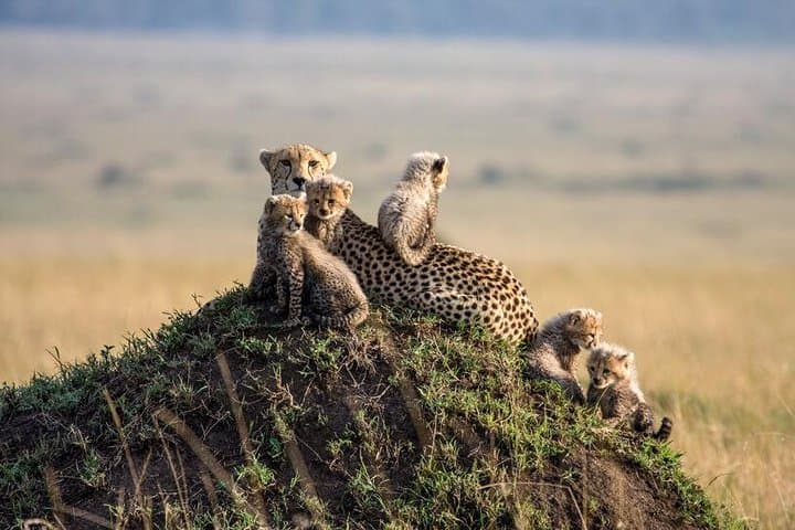Three-Day Masai Mara Flying Safari from Diani Beach — Lodge Stays & Daily Game Drives photo 4