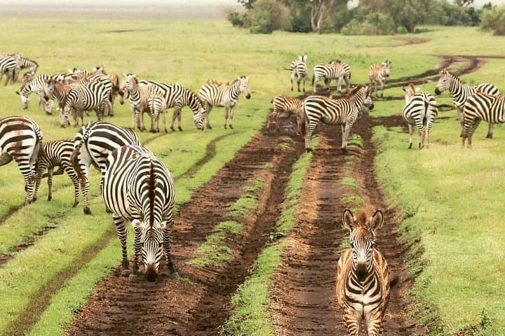 Day Trip to Tarangire National Park — Best Chance for Big Cats and Elephants photo 3
