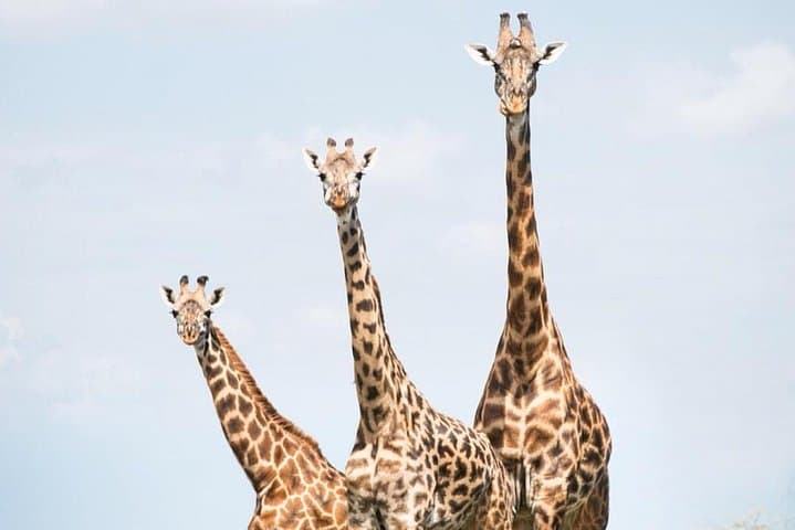 7-Day Great Migration Safari: Serengeti, Ngorongoro & Lake Natron Adventure photo 1