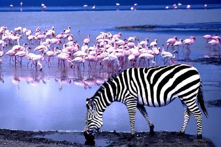 Lake Manyara Day Safari — Tree‑Climbing Lions, Flamingos & Hippo Pool photo 6