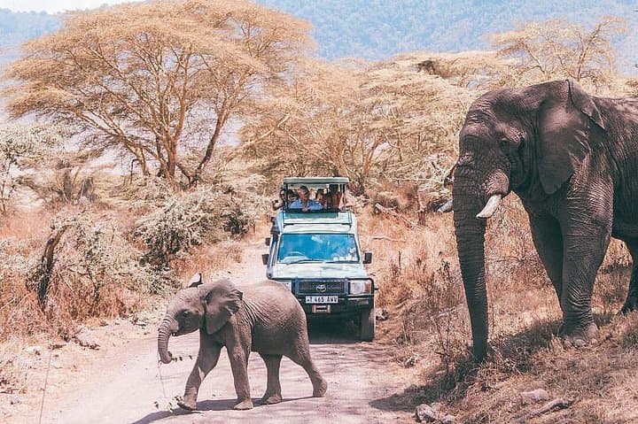 Lake Manyara Day Safari — Tree‑Climbing Lions, Flamingos & Hippo Pool photo 2