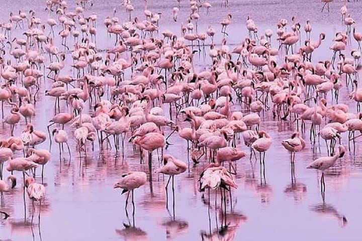 Lake Manyara Day Safari — Tree‑Climbing Lions, Flamingos & Hippo Pool