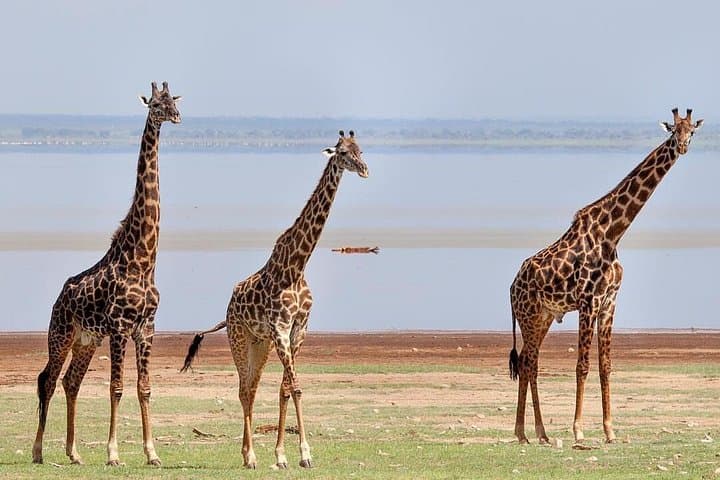 Tarangire, Ngorongoro & Lake Manyara: 3-Day Wildlife Safari from Arusha photo 1
