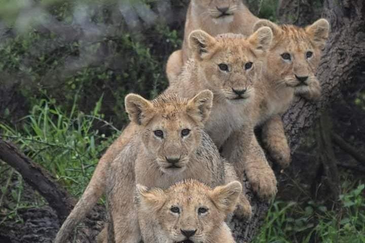 Lake Manyara Day Safari — Tree‑Climbing Lions, Flamingos & Hippo Pool photo 3