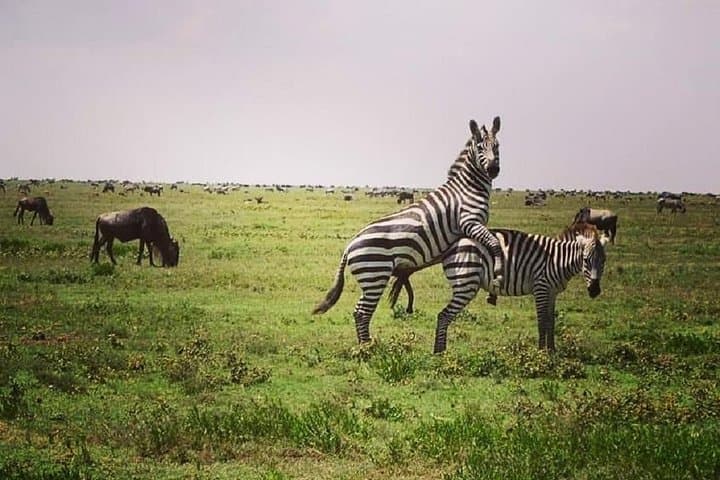 Fly-In Serengeti and Ngorongoro: 3-Day Air Safari from Arusha photo 5