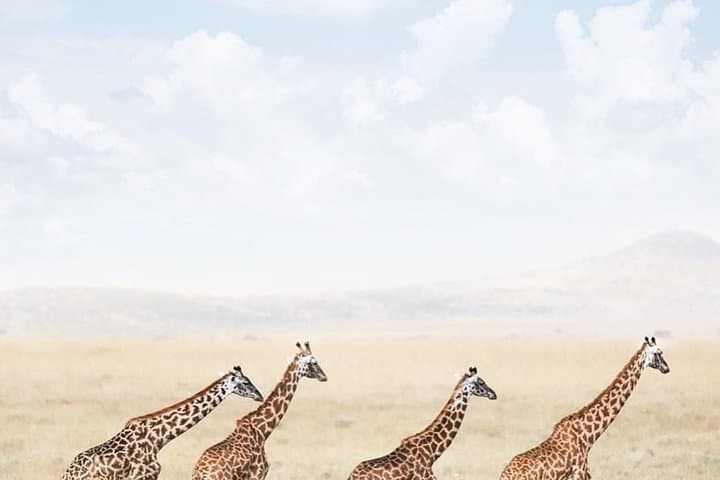 Private 5-Day Safari: Serengeti, Ngorongoro & Tarangire — From Arusha photo 2