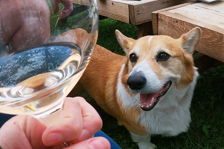 Private Wine Tour in Santa Ynez Valley — Half-Day Luxury Tasting Experience photo 4