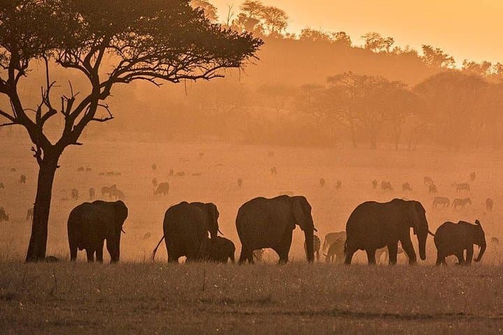 Private 5-Day Safari: Serengeti, Ngorongoro & Tarangire — From Arusha