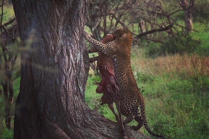 Private 5-Day Safari: Serengeti, Ngorongoro & Tarangire — From Arusha photo 4