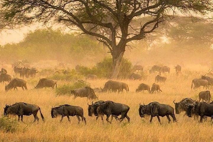 Serengeti & Ngorongoro 3-Day Private Safari: Game Drives, Campsites & Maasai Culture