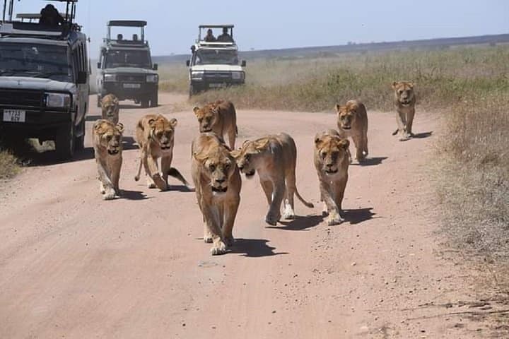Private 5-Day Safari: Serengeti, Ngorongoro & Tarangire — From Arusha photo 6