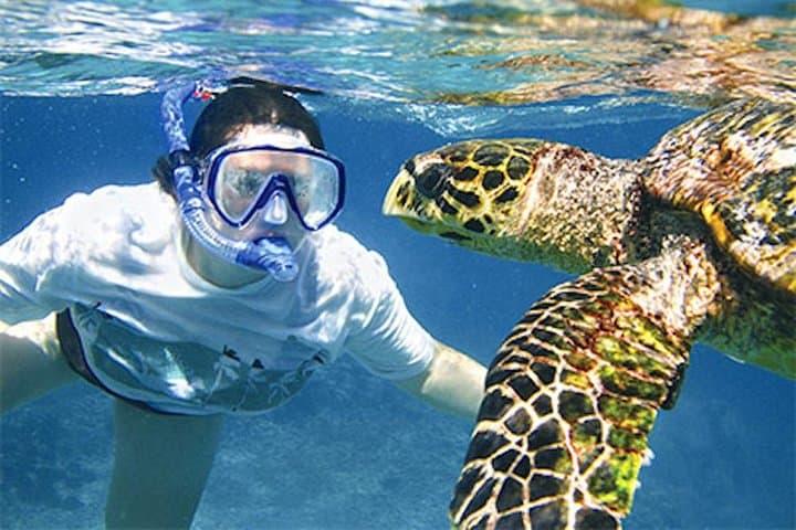 Kauai South Shore Zodiac Snorkel Adventure: Turtles, Reefs & Dolphins photo 3