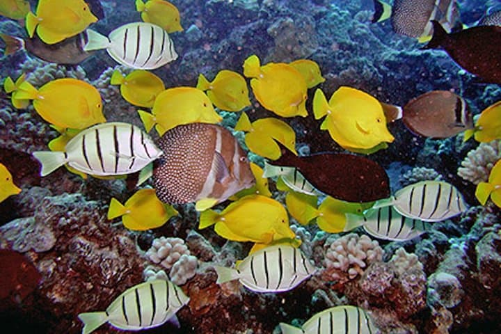 South Poipu Guided Shore Snorkel: Turtle-Spotting & Reef Ecology photo 2