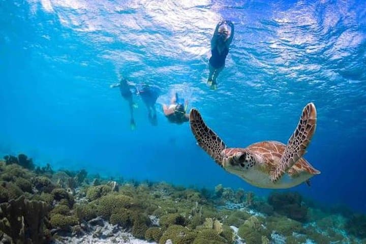 South Poipu Guided Shore Snorkel: Turtle-Spotting & Reef Ecology